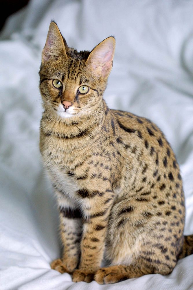 Full body portrait of a 4-month old F1 Savannah cat. Original public domain image from Wikimedia Commons