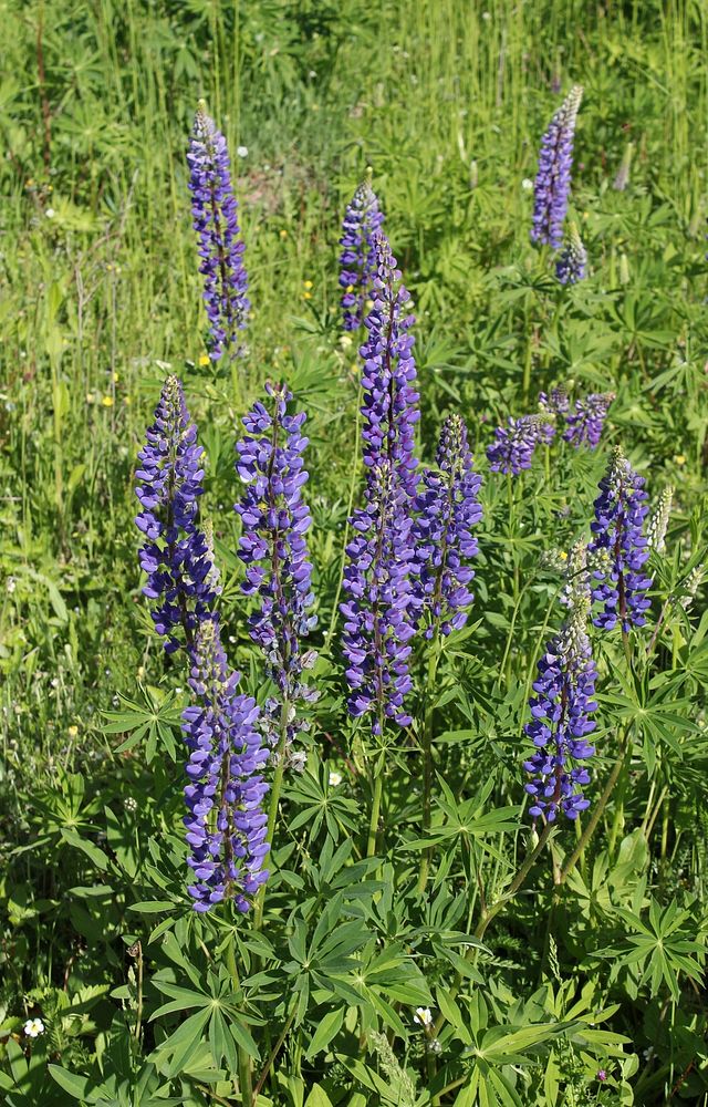 Large-leaved Lupine (Lupinus polyphyllus). Invasive species in wild in Ukraine. Original public domain image from Wikimedia…