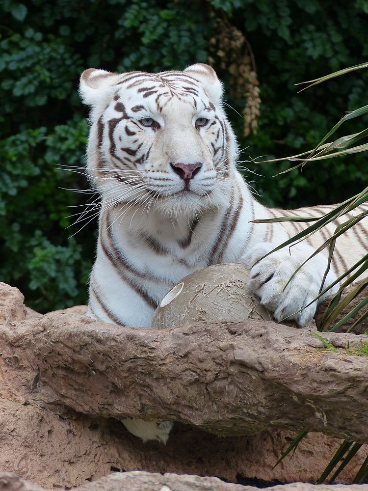 White Bengal tiger. Original public domain image from Wikimedia Commons