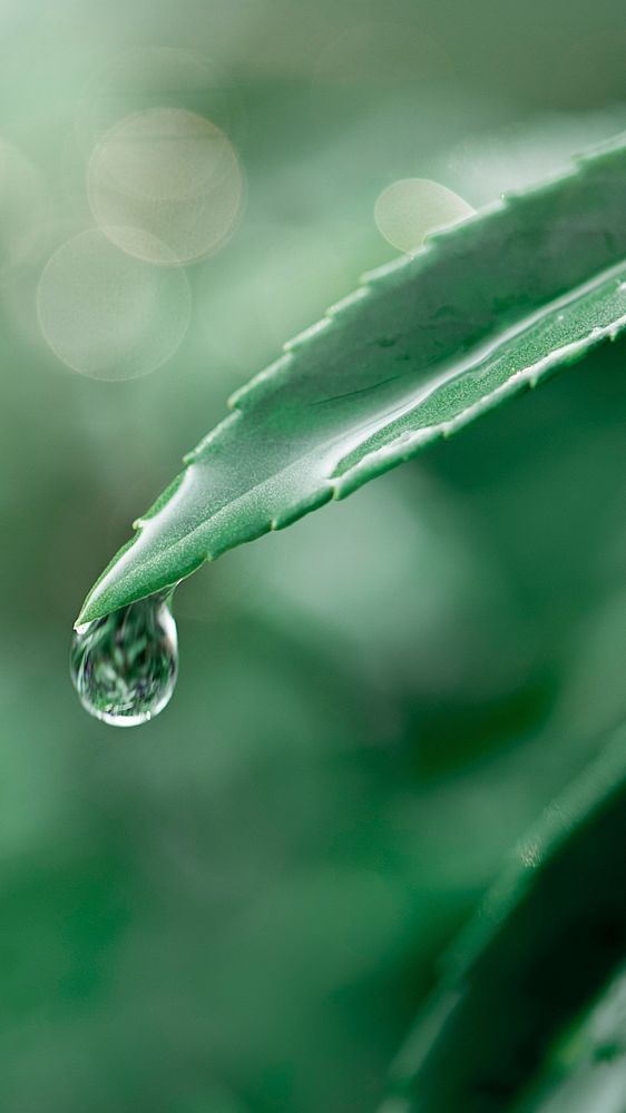 Water droplet on a green leaf background