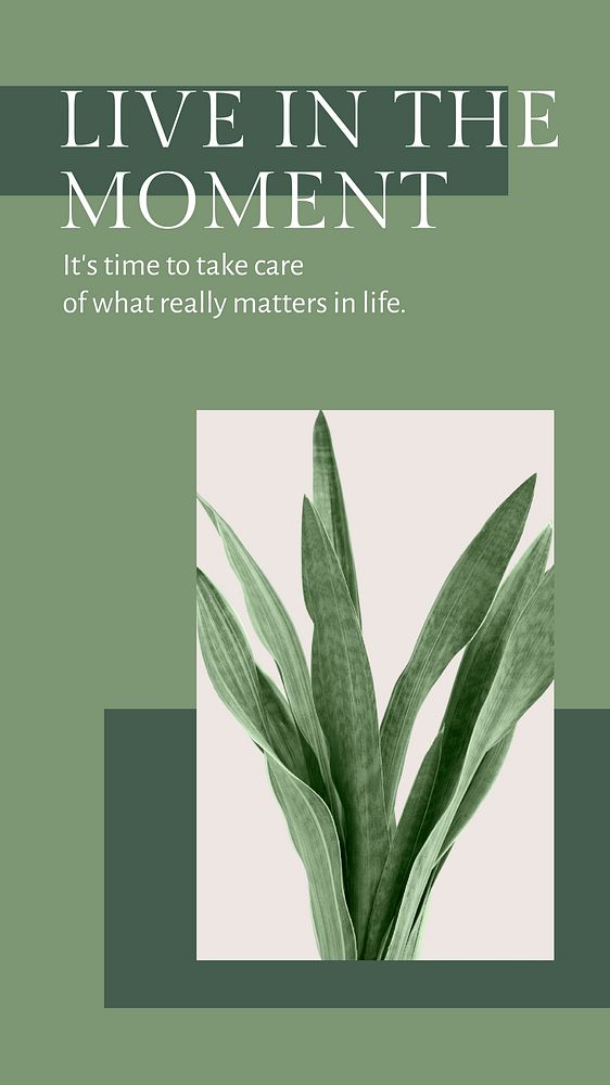 Inspirational quote botanical template vector with silver queen snake plant social media story