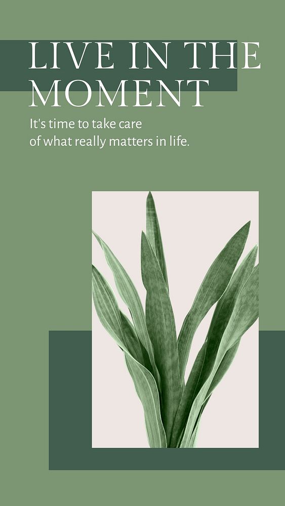 Live in the moment inspirational quote minimal plant social media story