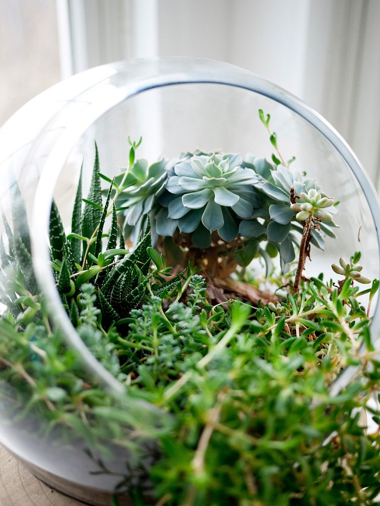 Plants in glass bowl. Original public domain image from Wikimedia Commons