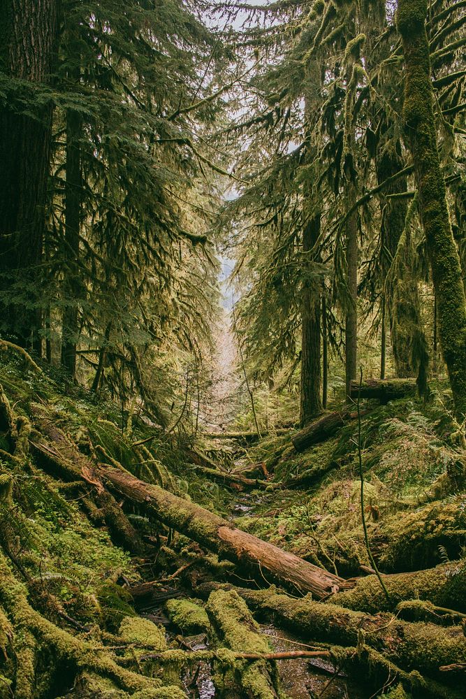 An evergreen forest with moss covering everything from tree trunks to fallen logs on the ground. Original public domain…