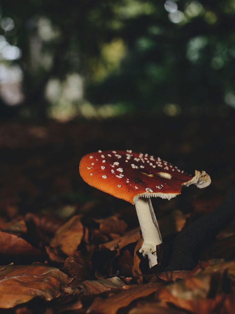 A close-up of a mushroom with a flat red cap growing on the leaf-covered forest floor. Original public domain image from…