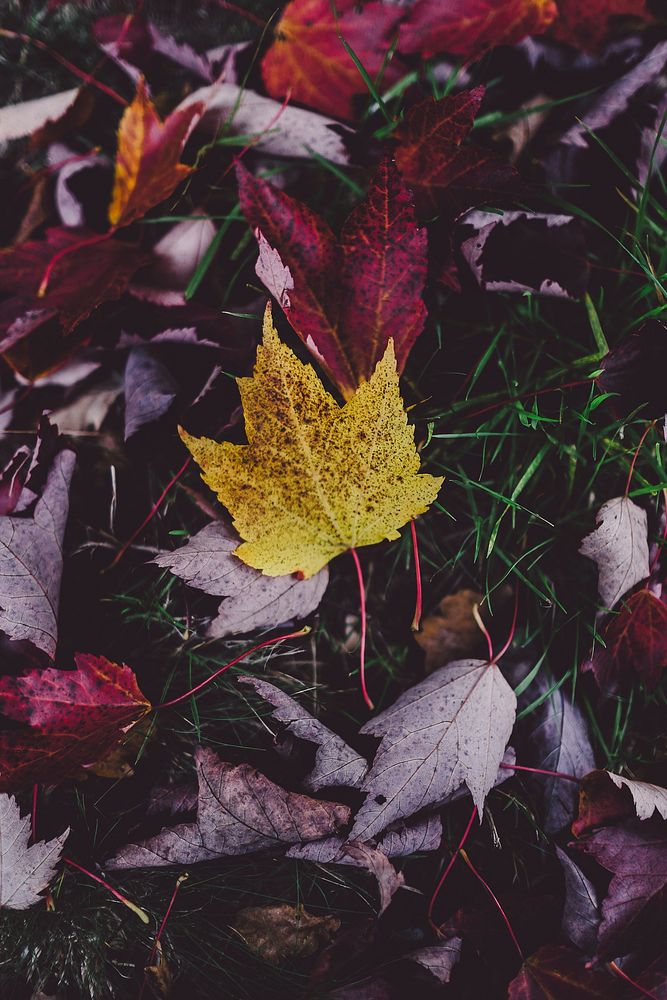 A yellow maple leaf among other red autumn leaves. Original public domain image from Wikimedia Commons