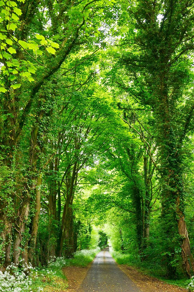 A narrow road lined with fresh green trees. Original public domain image from Wikimedia Commons