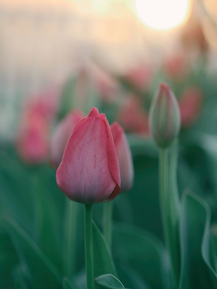 A close-up of a group of closed red tulips. Original public domain image from Wikimedia Commons