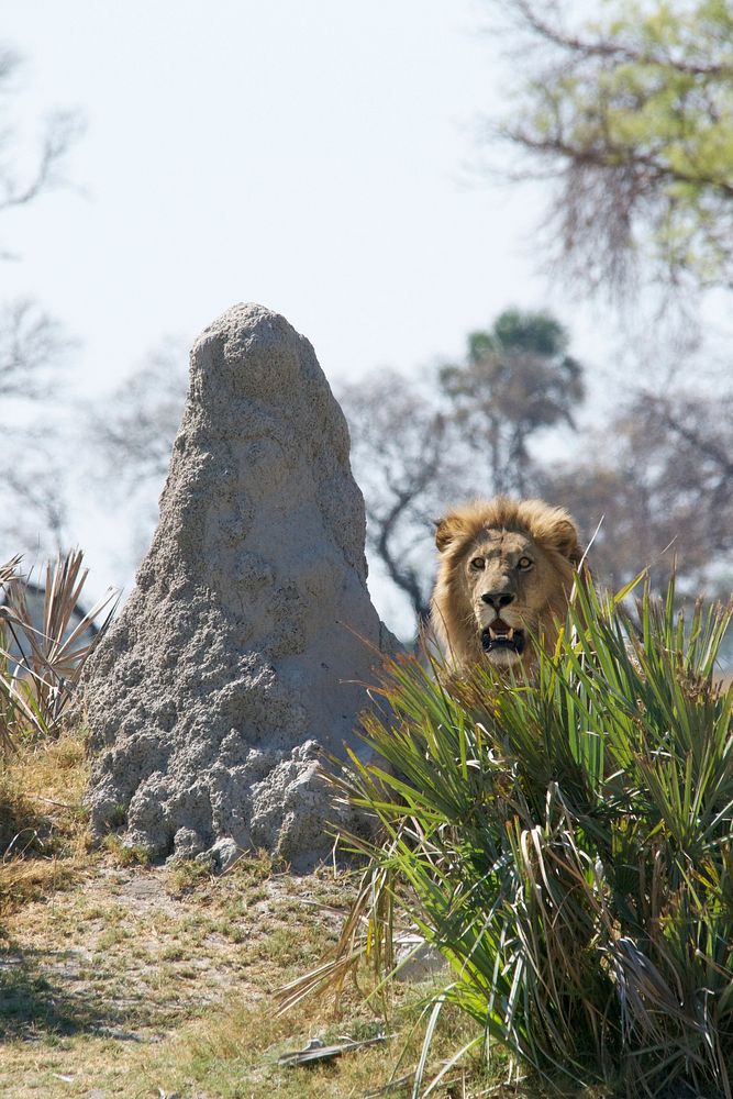A male lion baring its teeth next to a rough rock on a savannah. Original public domain image from Wikimedia Commons