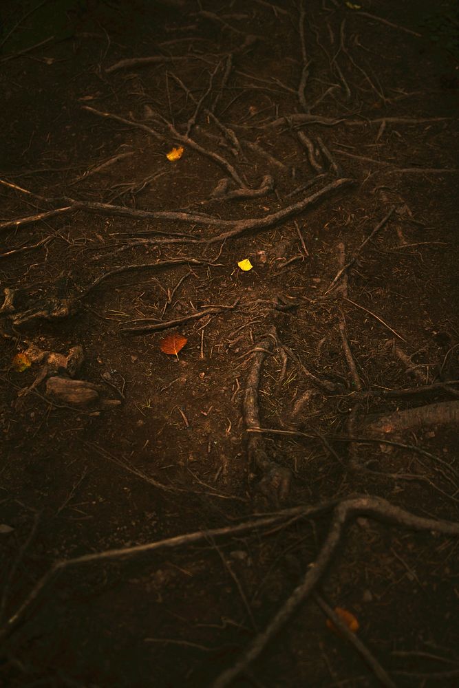 Bright autumn leaves on contrasting brown ground with tangled tree roots. Original public domain image from Wikimedia Commons