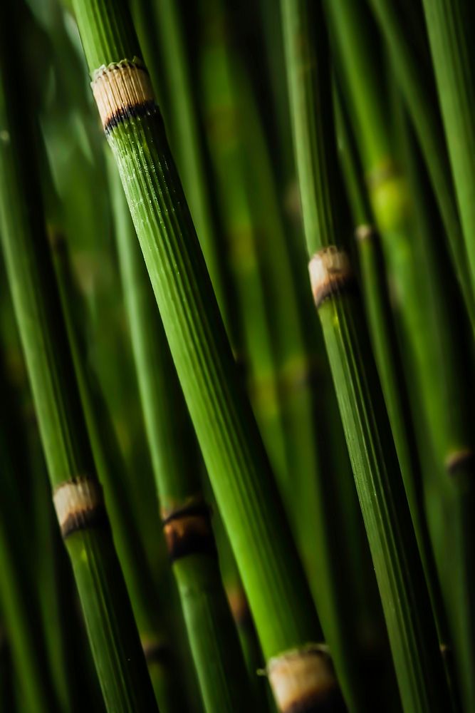 Green bamboo wood. Original public domain image from Wikimedia Commons