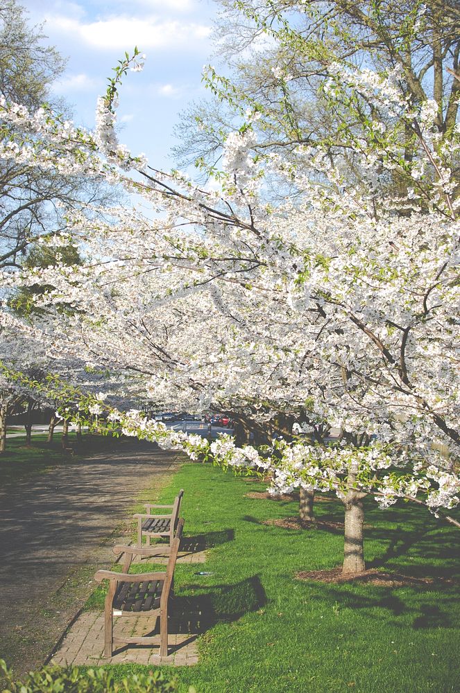 White cherry trees in blossom on the side of a park alley. Original public domain image from Wikimedia Commons