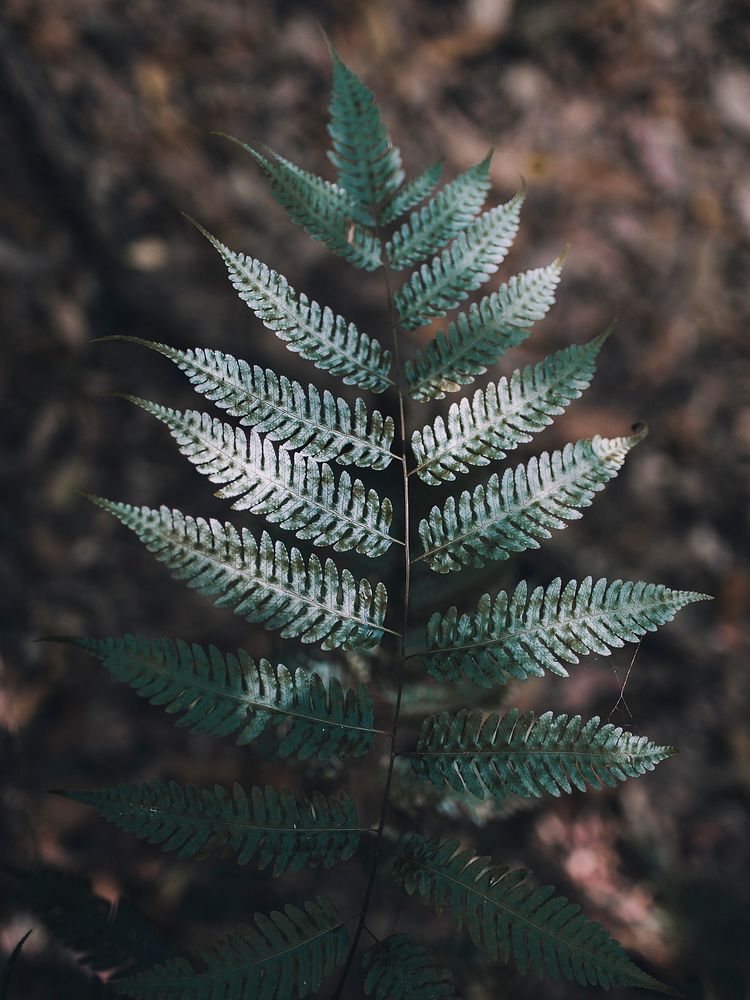 A top view of a dark green fern branch. Original public domain image from Wikimedia Commons