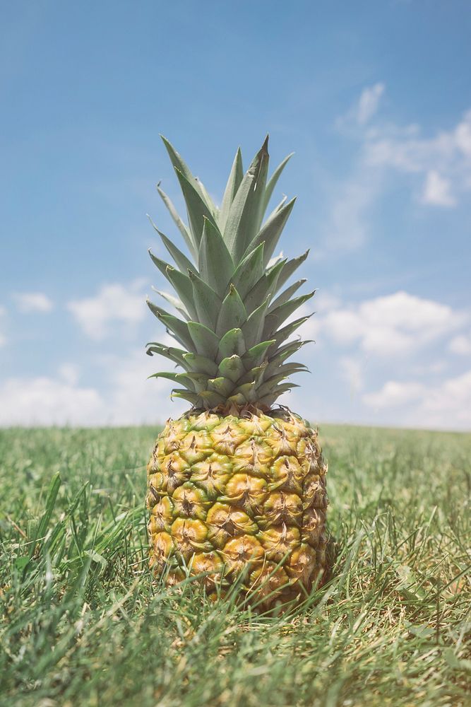 Single pineapple in the grass on a sunny day. Original public domain image from Wikimedia Commons