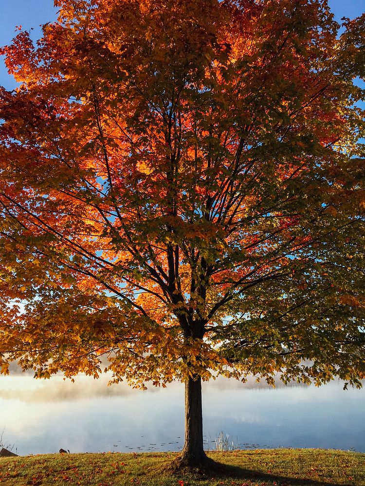A huge maple tree with orange, red, and green leaves. Original public domain image from Wikimedia Commons