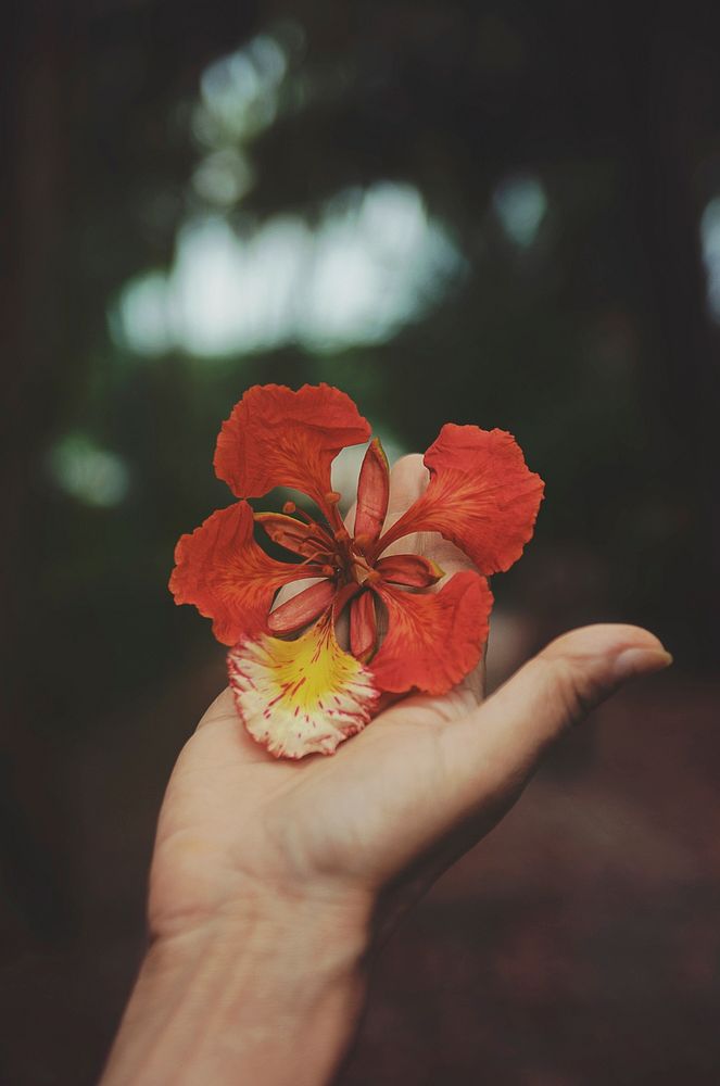 A whimsical red flower on a person's open hand. Original public domain image from Wikimedia Commons
