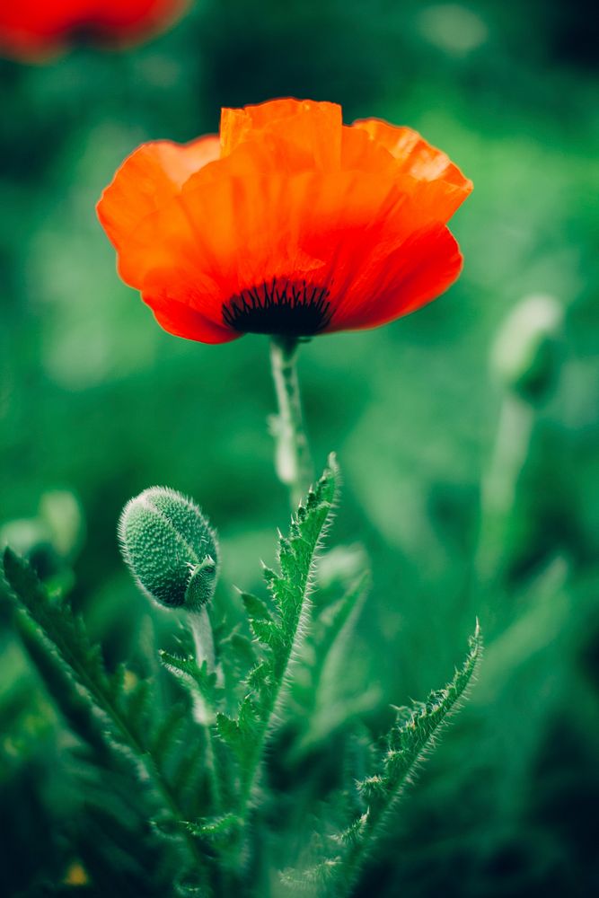 Red common poppy seeds and flowers. Original public domain image from Wikimedia Commons