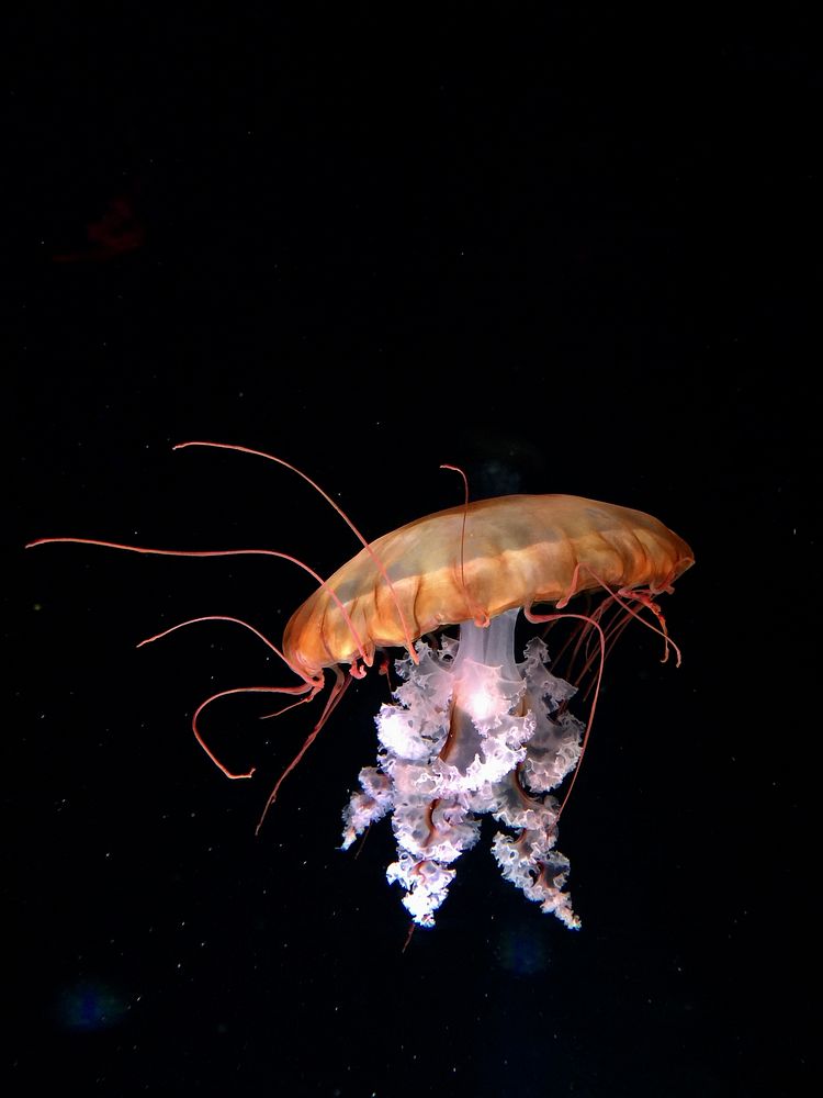 Brown and white jellyfish. Original public domain image from Wikimedia Commons