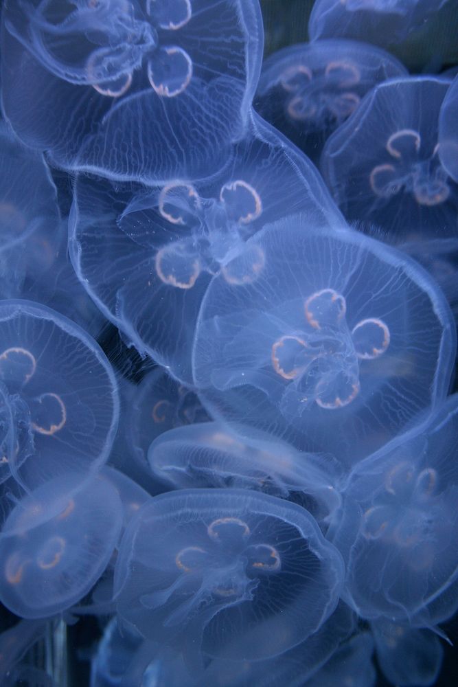 The macro view of blue jelly fishes underwater in Vancouver Aquarium Marine Science Centre. Original public domain image…