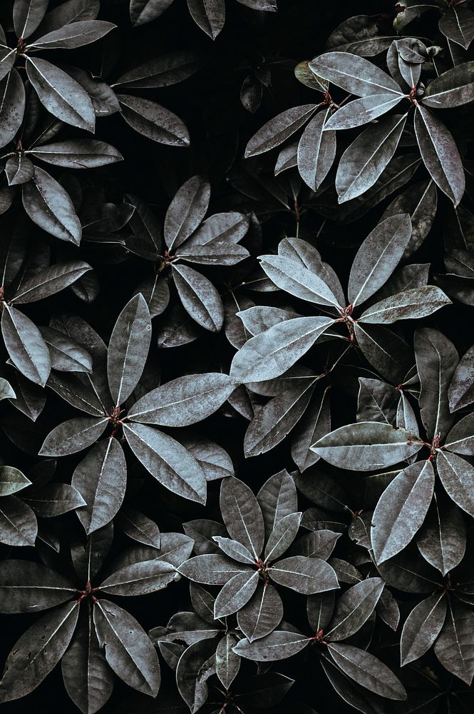 Grayscale photo of leaves. Original public domain image from Wikimedia Commons