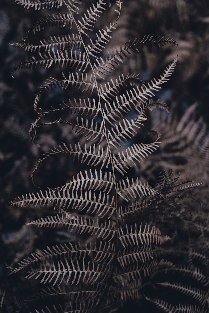 Close-up of dry fern leaves. Original public domain image from Wikimedia Commons