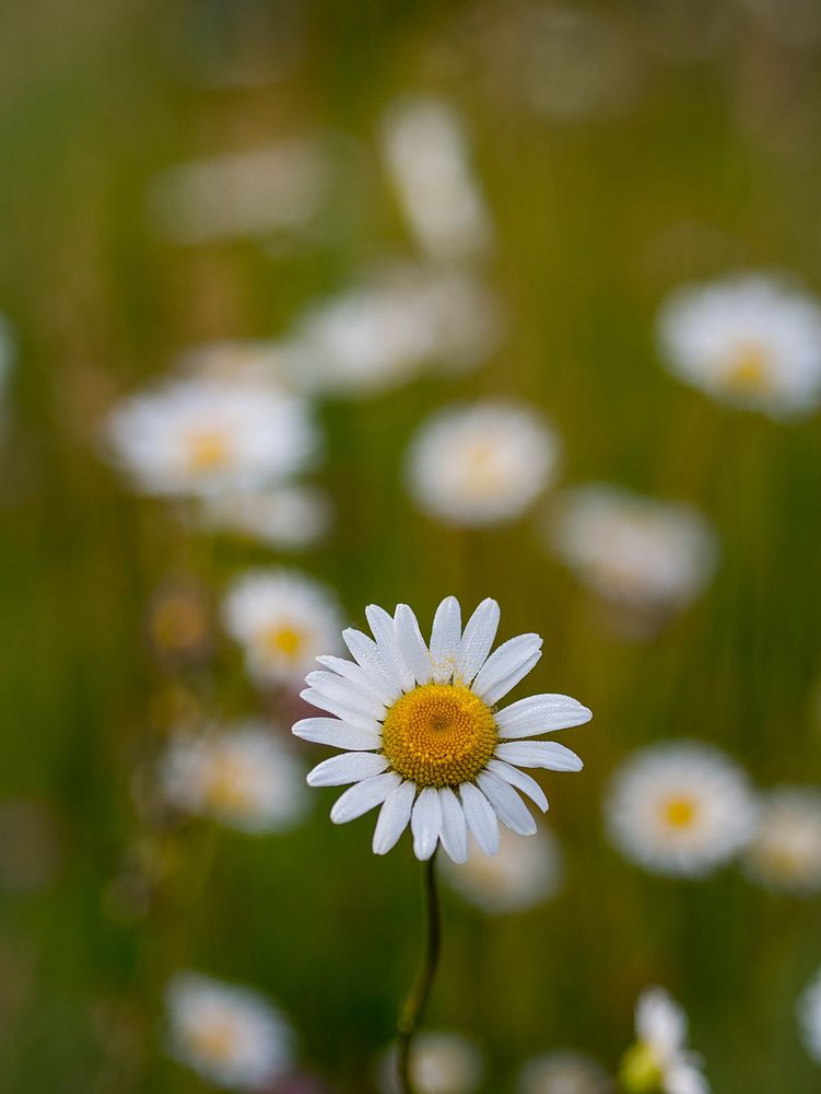 Close up of daisy wildflower in Spring on grass. Original public domain image from Wikimedia Commons