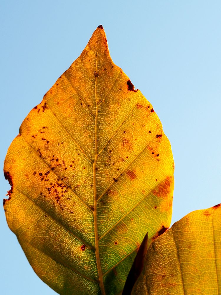 Details on an orange and yellow autumn leaf. Original public domain image from Wikimedia Commons