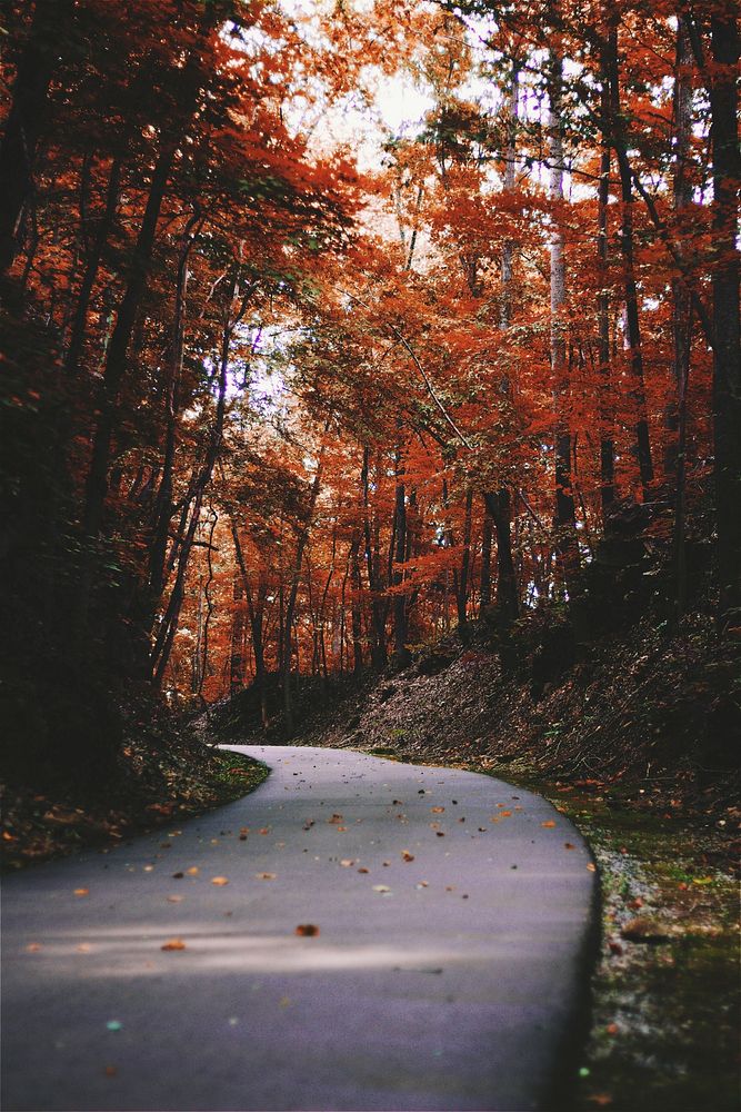 Curve road to the autumn woods. Original public domain image from Wikimedia Commons