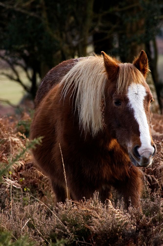 Horse in New Forest National Park, Lyndhurst, United Kingdom. Original public domain image from Wikimedia Commons