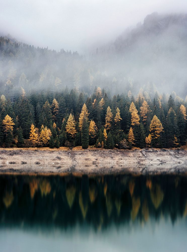 View on a coniferous forest across a lake. Original public domain image from Wikimedia Commons