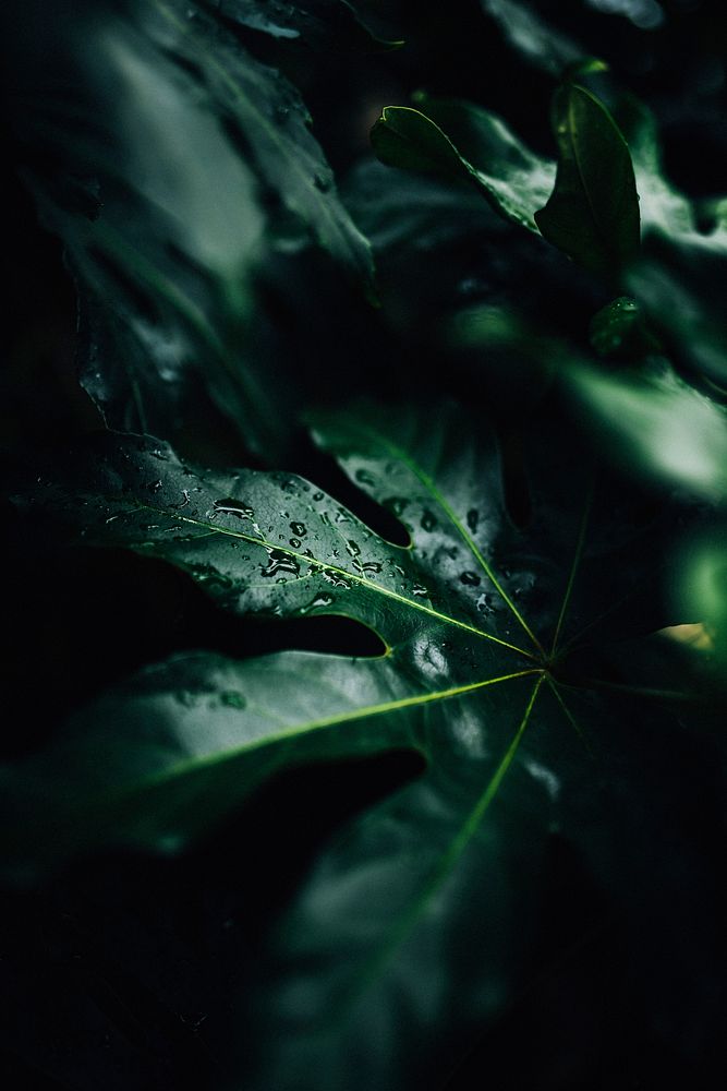 Green leaves in water droplets. Original public domain image from Wikimedia Commons