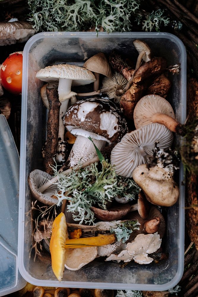 Fungi Foraging. Original public domain image from Wikimedia Commons