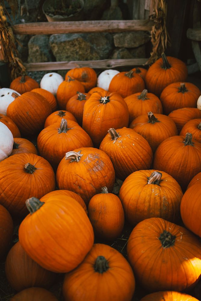 Pile of orange and white pumpkin at an autumnal farm. Original public domain image from Wikimedia Commons