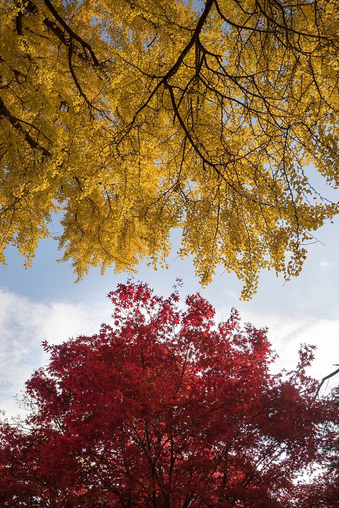 Autumn trees. Original public domain image from Wikimedia Commons