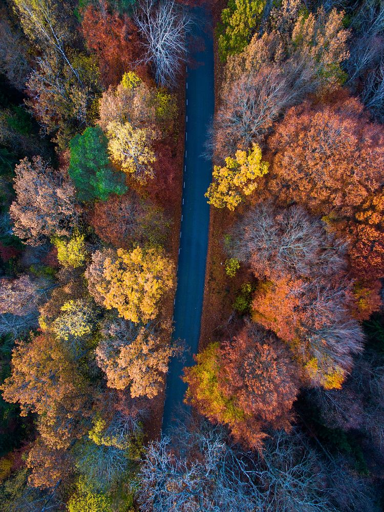 A drone shot of a road between rows of autumn trees. Original public domain image from Wikimedia Commons