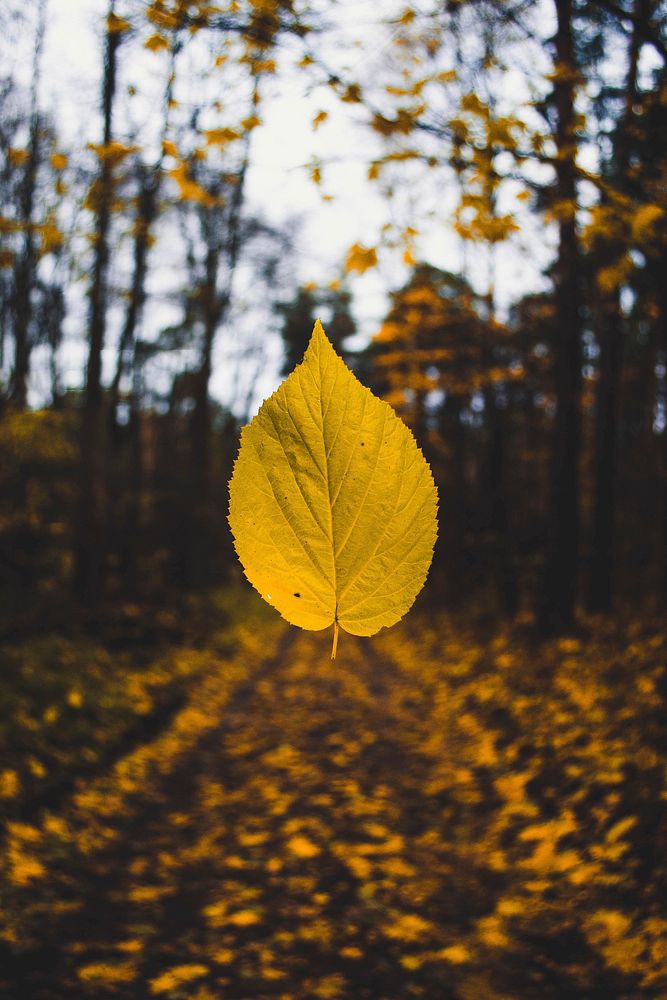 A yellow autumn leaf suspended in the air over the forest floor. Original public domain image from Wikimedia Commons