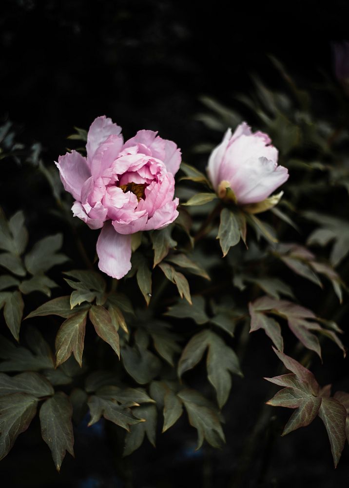 Pink peonies. Original public domain image from Wikimedia Commons