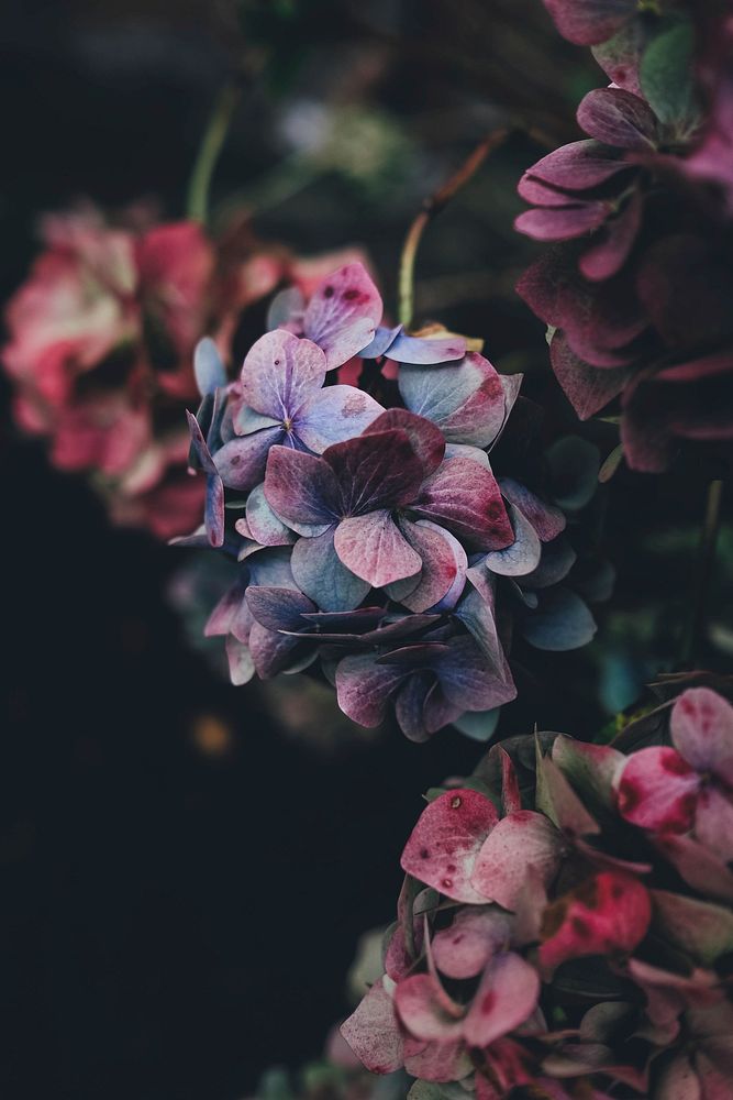 Red and blue hydrangea. Original public domain image from Wikimedia Commons