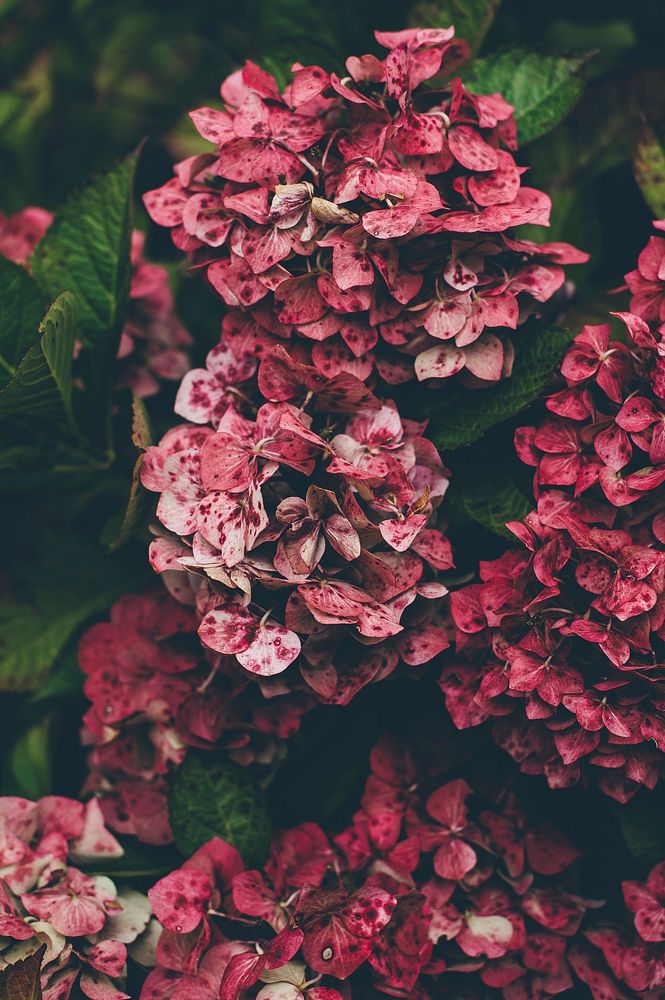 Red hydrangea flowers growing in dense clusters. Original public domain image from Wikimedia Commons