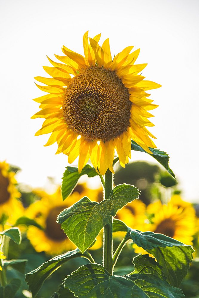 Sunflowers and sunshine. Original public domain image from Wikimedia Commons