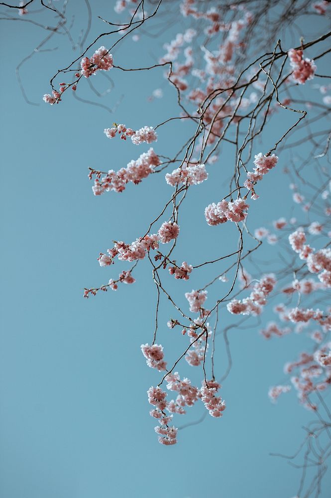 Branch with pink blossom against clear blue sky in Spring. Original public domain image from Wikimedia Commons