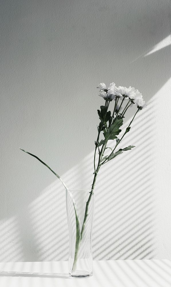White chrysanthemum in a glass vase. Original public domain image from Wikimedia Commons