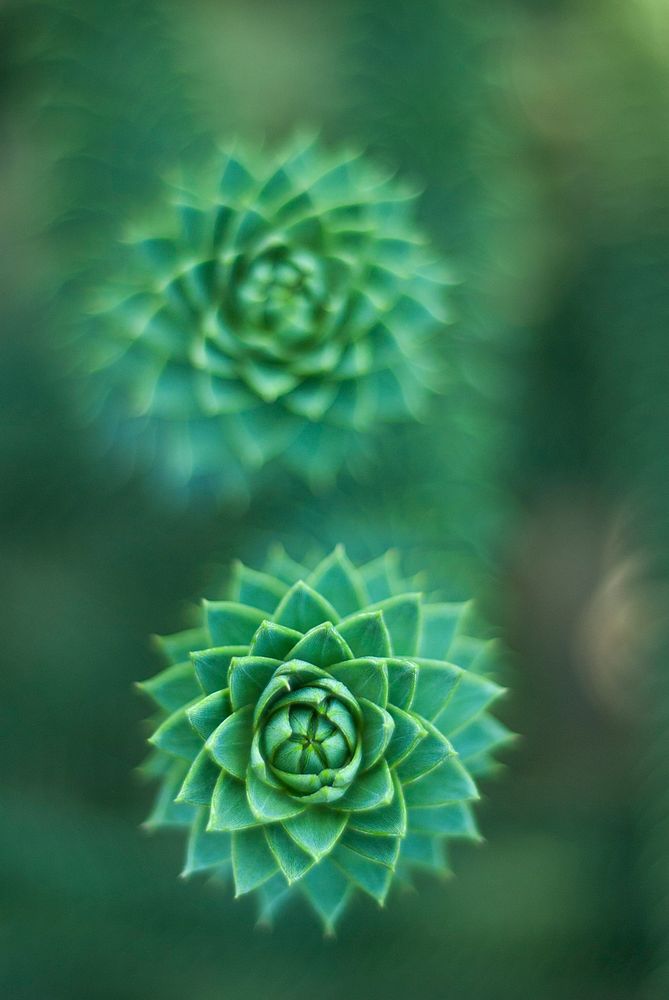 Green succulents. Original public domain image from Wikimedia Commons