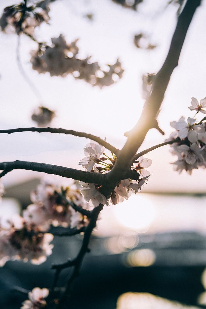 Close up of pink blossom branch against sunset sky in Spring, Washington. Original public domain image from Wikimedia Commons