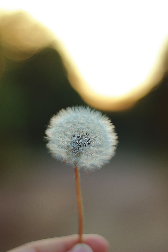 A person holding a dandelion in their hand. Original public domain image from Wikimedia Commons