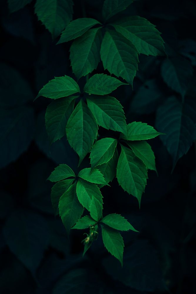 Green leafed plant. Original public domain image from Wikimedia Commons