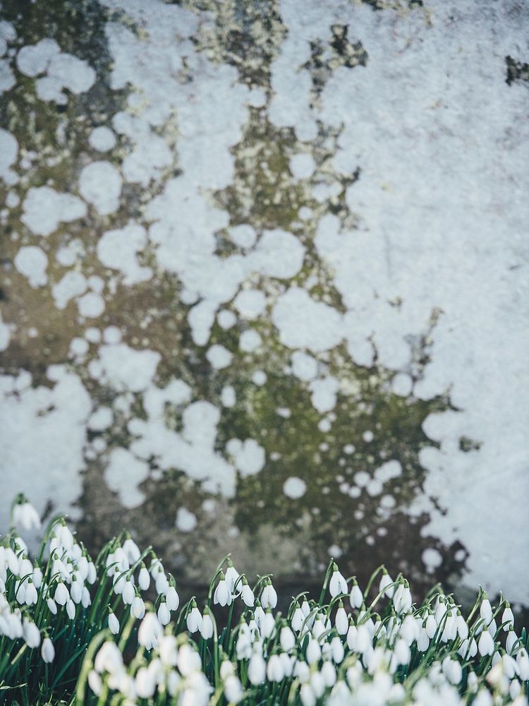 Snowdrops growing in front of textured, aged stone wall in Spring. Original public domain image from Wikimedia Commons