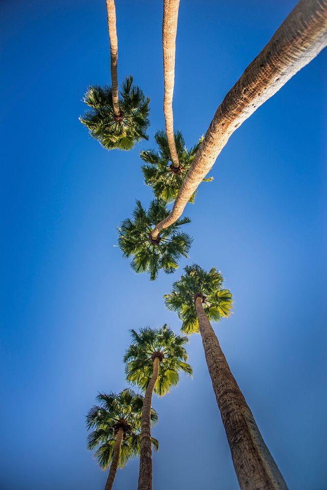 Low-angle shot of palm trees and blue sky. Original public domain image from Wikimedia Commons