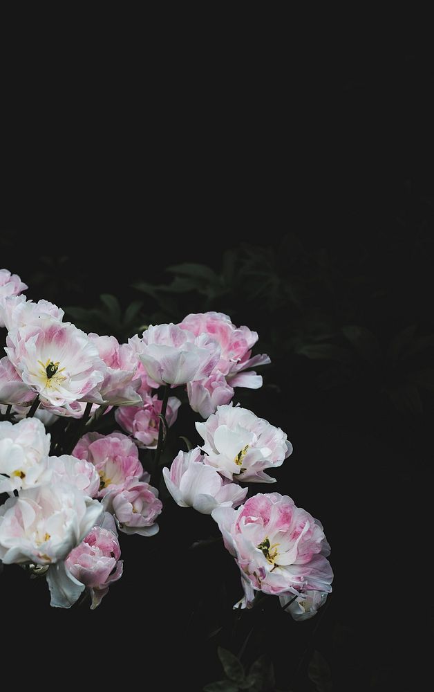 Peonies, black background. Original public domain image from Wikimedia Commons