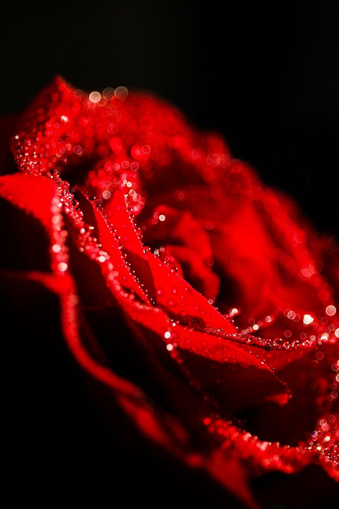 A macro shot of a deep red rose with little dew droplets. Original public domain image from Wikimedia Commons